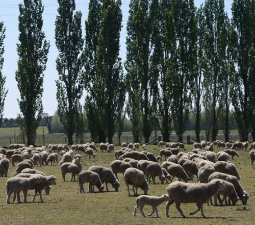450 lambs marking On Farm Commercial Process  - 03