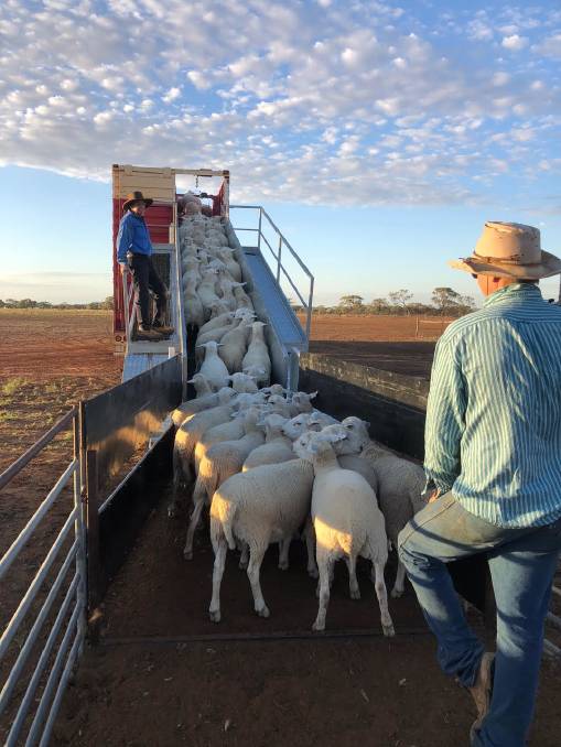 Austrialian White Sheep Loaded onto Truck