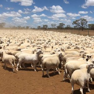 Numnuts on Doper Lambs Queensalnd