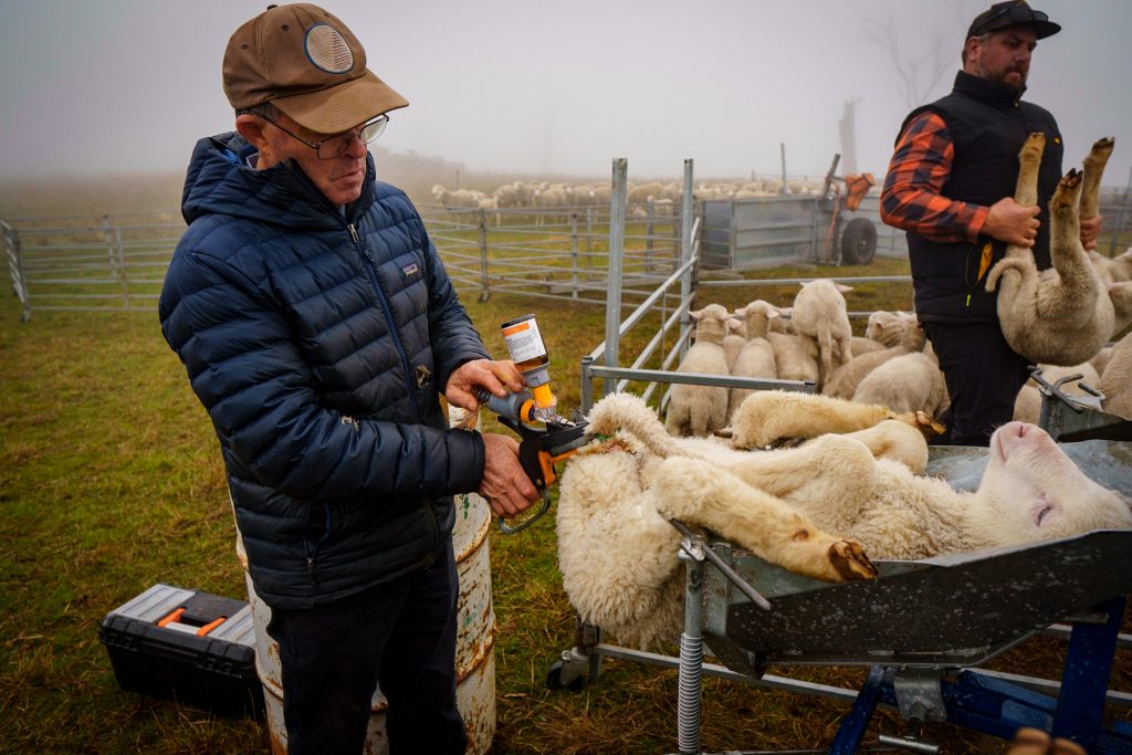 Numnuts® Tail Docking | Lambmarking | Tasmania
