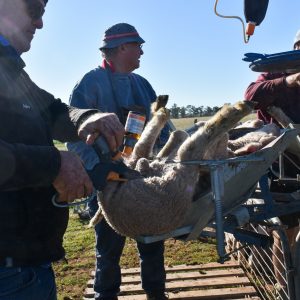 Andrew delivering a dose