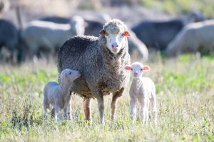 Forbest advocate header