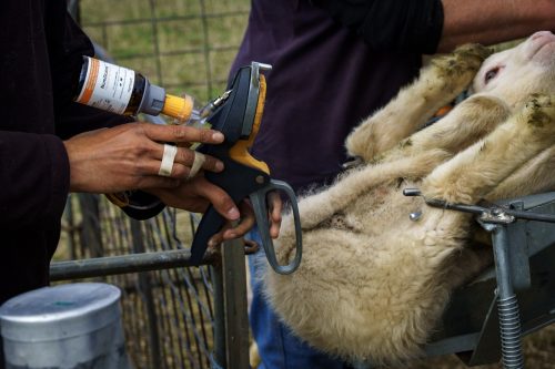 Pivot to release from ring