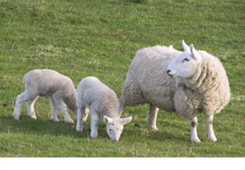 (c) National Animal  Disease Information Service, UK